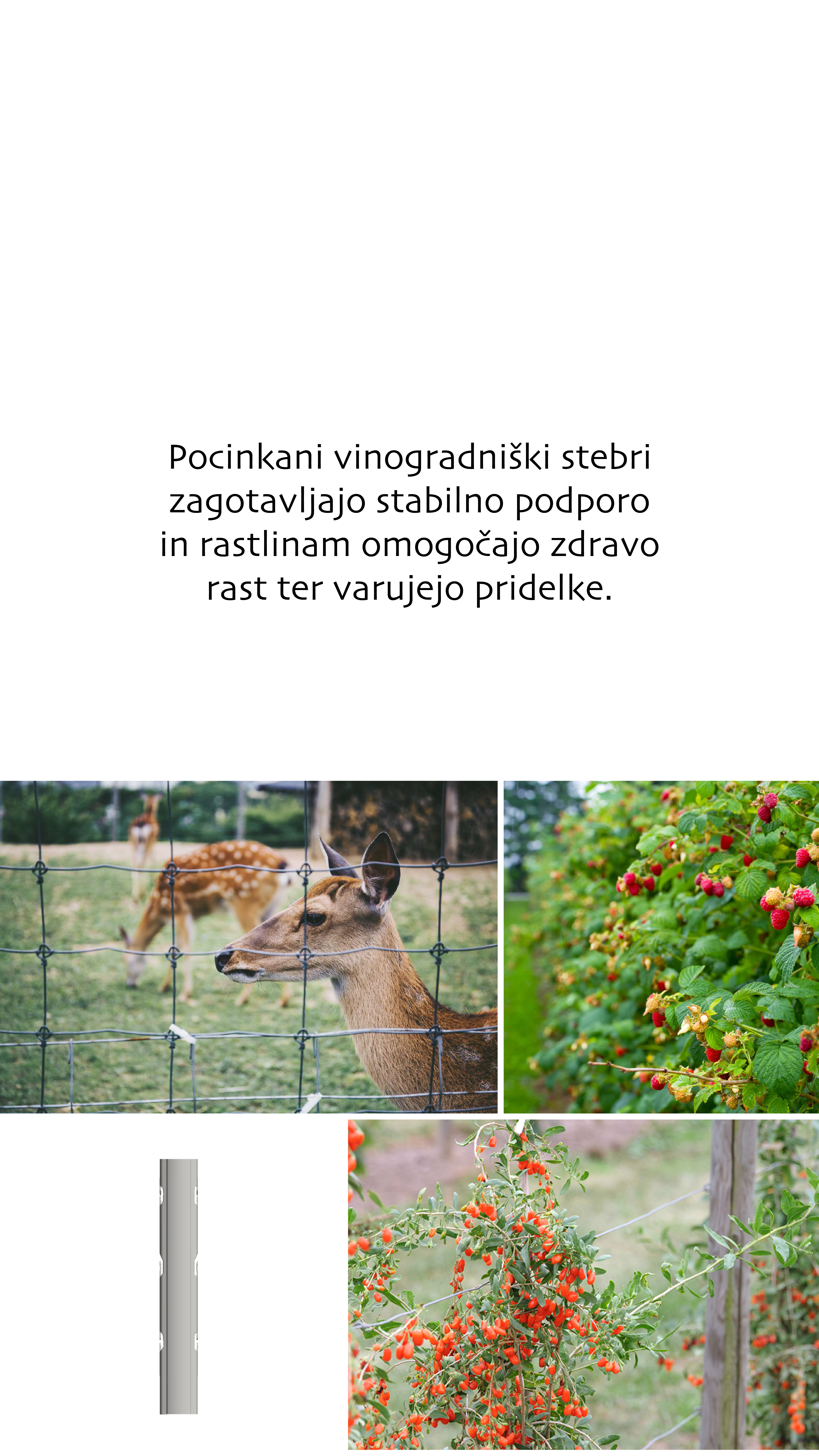 vinogradniški stebri